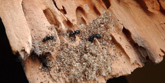 ACCZ TOITURE FOURMIS CHARPENTIERES CHARPENTE